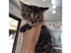 Adopt Ernie a Domestic Short Hair