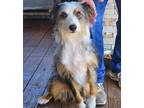 Adopt Guss a Australian Shepherd, Mixed Breed