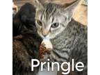 Adopt Pringle a American Shorthair