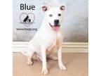 Adopt Blue a Pit Bull Terrier, Boxer