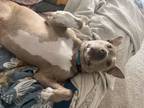 Adopt ROO a Weimaraner, Staffordshire Bull Terrier