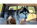 Adopt Chance a Siberian Husky
