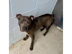 Adopt Marcus a Pit Bull Terrier