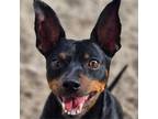 Adopt Walter a Miniature Pinscher, Mixed Breed
