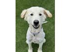 Adopt Logan a Great Pyrenees, Mixed Breed