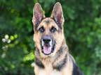 Adopt DIEGO a German Shepherd Dog
