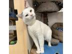 Adopt Oliver a Turkish Van