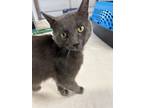 Adopt Greg a Domestic Short Hair