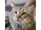 Adopt Benedict a Domestic Medium Hair, Maine Coon