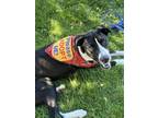 Adopt Saul a Labrador Retriever, Mixed Breed