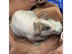 Adopt Hippo - Bonded with Monkey! a Guinea Pig