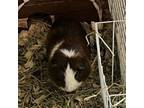 Adopt Monkey - Bonded with Hippo! a Guinea Pig