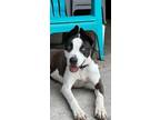 Adopt Kunu a Mixed Breed