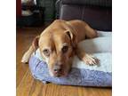 Adopt Wolfy a Rhodesian Ridgeback, American Staffordshire Terrier