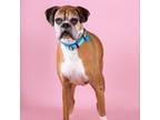 Adopt Wrigley *bonded with Biggie* a Boxer