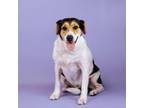 Adopt Mentos Moo a Australian Shepherd