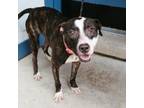 Adopt Preiser a Boxer, Pit Bull Terrier