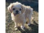 Adopt Baymax a Poodle