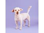 Adopt Tommy a Poodle