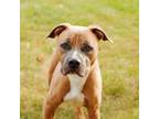 Adopt Ramon a Pit Bull Terrier