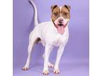 Adopt Maximillian a Pit Bull Terrier