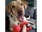 Adopt Sausage Ryder a Labrador Retriever