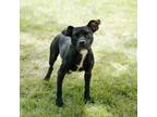 Adopt Crank HW+ a Terrier, Labrador Retriever