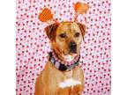 Adopt Phoenix a Labrador Retriever, Rhodesian Ridgeback