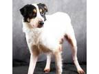 Adopt Chuck Moo a Australian Shepherd