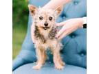 Adopt Cecil a Yorkshire Terrier