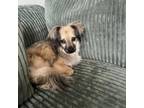 Adopt Coffee Bean a Pekingese