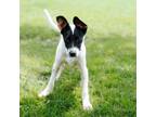 Adopt Valin a Australian Cattle Dog / Blue Heeler