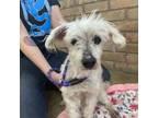 Adopt Mac a Poodle