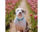 Adopt Meatball a American Staffordshire Terrier