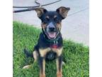 Adopt Rocky Balboa a Border Collie, Mixed Breed