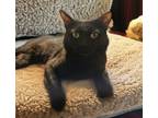 Adopt Joel a Domestic Short Hair