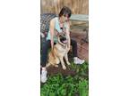 Adopt Leo a German Shepherd Dog