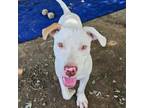 Adopt Goose a Labrador Retriever, Foxhound