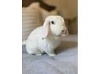 Adopt Casper a Lop Eared
