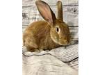 Adopt Butters a Bunny Rabbit
