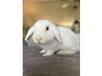 Adopt Jasper a Lop Eared