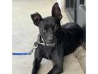 Adopt Chevy a Black Labrador Retriever