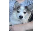 Adopt Nandor a Siberian Husky, Pomeranian