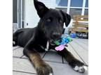 Adopt Fettuccine a Husky, Labrador Retriever