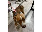 Adopt Canelo2 a Mixed Breed