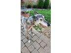 Adopt Bristol a Greyhound