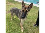 Adopt Nova a German Shepherd Dog