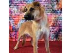 Adopt Sammy a Shepherd