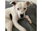 Adopt Bubbles a Boxer
