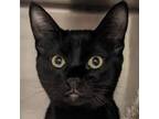 Adopt Vera a Bombay